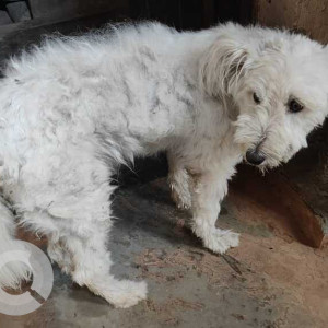Found: White Male Lasha Apsho Dog from Sankata tebahal