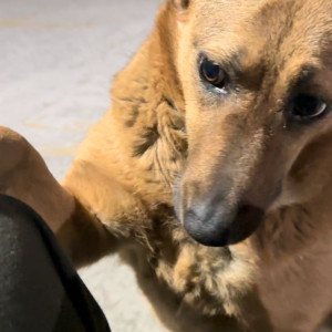 Missing: Brown Female Indie Dog from Najafgarh metro parking-3