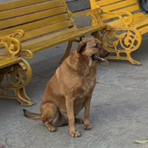 Missing: Brown Female Indie Dog from Najafgarh metro parking-2