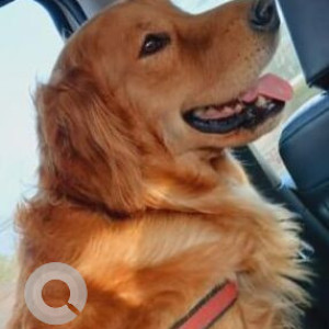 Missing: Brown Male Golden Retriever Dog from Rajindra Estate,  Moga