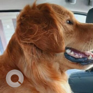 Missing: Brown Male Golden Retriever Dog from Rajindra Estate,  Moga-2