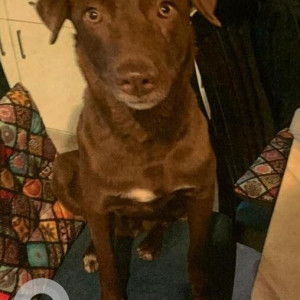 Missing: Brown Male Indie Dog from Kinawani Pulia, Indirapuram, Ghaziabad-2
