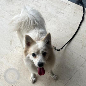Found: White-Brown Mix Female Pomeranian Dog from Pimple Saudagar, opposite vision 9 mall-3