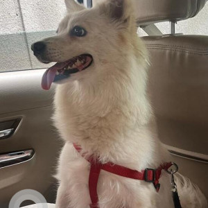 Found: White-Brown Mix Female Pomeranian Dog from Pimple Saudagar, opposite vision 9 mall-2