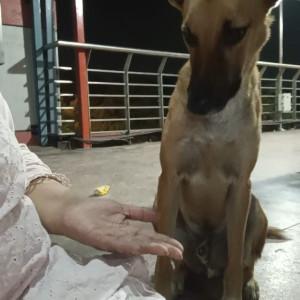 Missing: Brown Male Indie Dog from Mehrauli Dada bari area-2