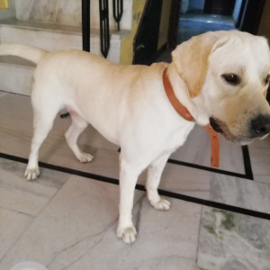 Found: White Male Labrador Dog from Chanakyapuri, Delhi-4