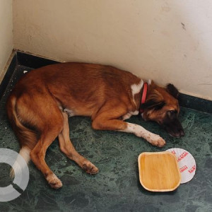 Found: Black and Brown Female Aspin Dog from KB Dasan Road, Alwarpet, Chennai - 18