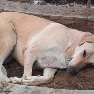 Missing: Brown Female Indie Dog from Sushant Shopping, Arcade-2