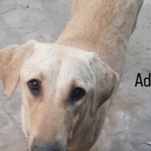 Missing: Brown Female Indie Dog from Sushant Shopping, Arcade-3