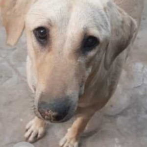 Missing: Brown Female Indie Dog from Sushant Shopping, Arcade