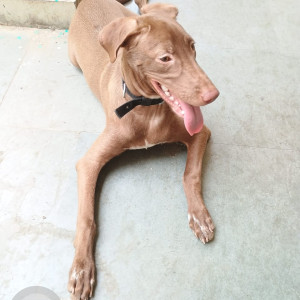 Missing: Brown Male Indie mix Dog from Trilokpuri, Kalyanpuri, Lal Bahadur hospital, Khichripur,  Kalyanvas PH II-3