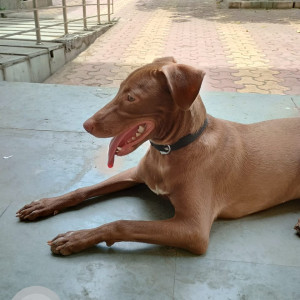 Missing: Brown Male Indie mix Dog from Trilokpuri, Kalyanpuri, Lal Bahadur hospital, Khichripur,  Kalyanvas PH II-2