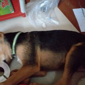 Missing: Black and Brown Male German shepherd cross breed Dog from Dr harisingh gour university campus sagar madhya pradesh-2