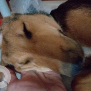 Missing: Black and Brown Male German shepherd cross breed Dog from Dr harisingh gour university campus sagar madhya pradesh