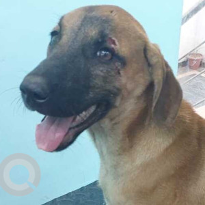 Missing: Brown Male Indie Dog from Police Station in Greater Kailash 1, Delhi