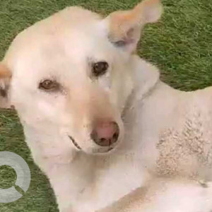 Missing: White Female Indie Dog from Block B, Omicron 2, Greater Noida