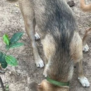 Missing: White Female Indie Dog from W Block Park, Greater Kailash 2-2