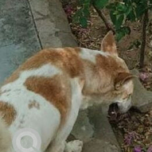 Missing: White-Brown Mix Female Indie Dog from W Block Park, Greater Kailash 2-2