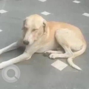 Missing: White Male Indie Dog from Sector 15 part 1, Gurgaon