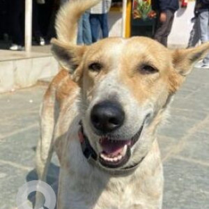 Missing: White-Brown Mix Female Indie Dog from Bennett University, Greater Noida