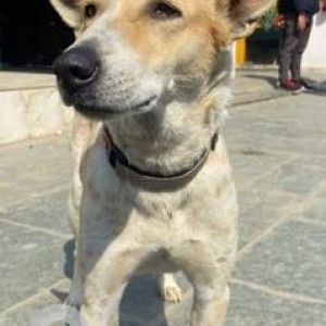Missing: White-Brown Mix Female Indie Dog from Bennett University, Greater Noida-4