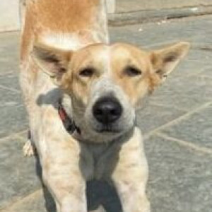Missing: White-Brown Mix Female Indie Dog from Bennett University, Greater Noida-2