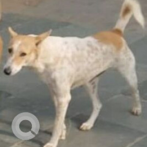 Missing: White-Brown Mix Female Indie Dog from Bennett University, Greater Noida-3