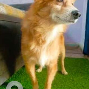 Missing: Brown Male Pomeranian Dog from Gurudwara Road, Mohan Garden-2