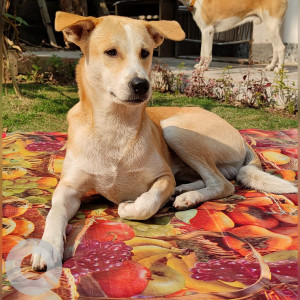 Missing: White-Brown Mix Male Indie Dog from Science Museum, Opposite Apsc Building, Veterinary Ground Khanapara