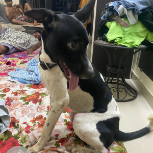Found: Black and White Male Indie Dog from Sector 11,  Koparkhairane-3