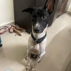 Found: Black and White Male Indie Dog from Sector 11,  Koparkhairane-2