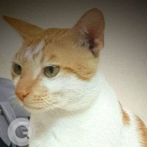Missing: Orange Male Indie Cat from Sector 35,  Kamothe Satyaketu Complex