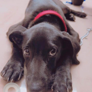 Missing: Black Male Labrador-Indie mix Dog from Vaishnomata Temple Backside, Alwal sai Nagar colony