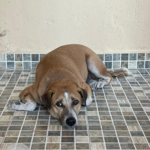 Missing: Brown Male Indie Dog from Vignesh Kennel Chengalpet-2