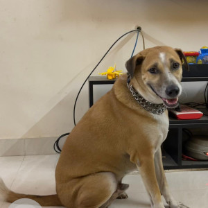 Missing: Brown Male Indie Dog from Vignesh Kennel Chengalpet-3