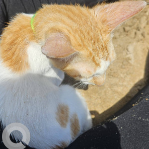 Missing: Orange Male Indie Cat from Periwinkle society, Baner-3