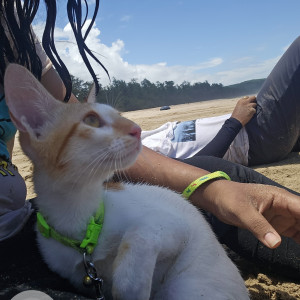 Missing: Orange Male Indie Cat from Periwinkle society, Baner-2