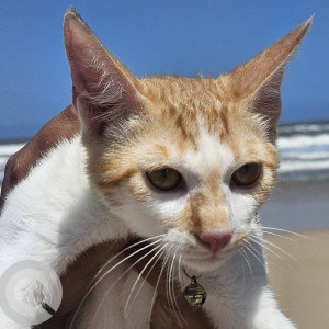 Missing: Orange Male Indie Cat from Periwinkle society, Baner