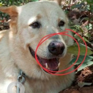 Missing: White Female Indie Dog from Goa Jazz Academy-2