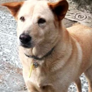 Missing: White Female Indie Dog from Goa Jazz Academy-3