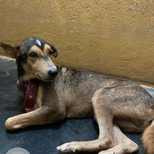 Found: Black and Brown Male Indie Dog from Mapusa Dominos-2