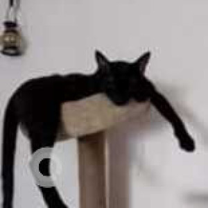 Missing: Black Male Indie Cat from Sheikh Sarai Phase 2, Pocket J opposite MCD primary school-2