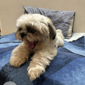 Found: White Female Shih Tzu Dog from SLv Temple road, HSR layout, Bengaluru