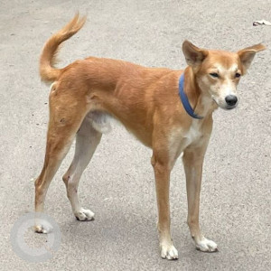 Found: Light Brown Male Indie Dog from GR Nagar, Ramapuram-2