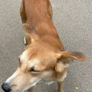 Found: Light Brown Male Indie Dog from GR Nagar, Ramapuram-3