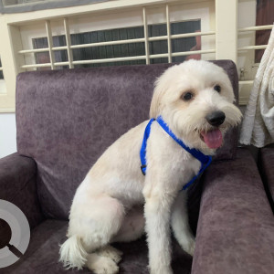 Found: White Female Maltese Dog from Bangalore University-2