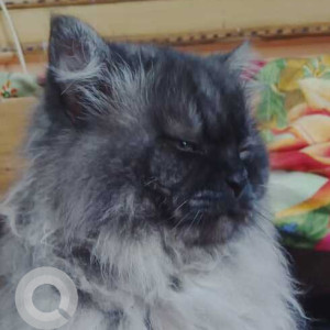 Missing: White and Grey Male Persian Cat from 10th A cross Kanakanagar, RT Nagar-2