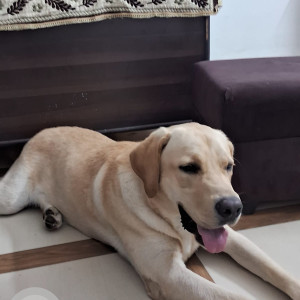 Found: White Male Labrador Dog from Parthala sabji mandi, Sector 122 noida-2