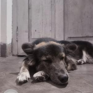 Missing: Black and Brown Female German Shepherd Indie mix Dog from Haloi store, Ushangar, Kamarchuburi, Tezpur-2