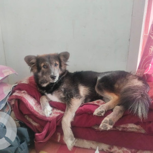 Missing: Black and Brown Female German Shepherd Indie mix Dog from Haloi store, Ushangar, Kamarchuburi, Tezpur